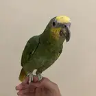 ببغاء امازوني