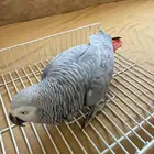 ببغاء كاسكو