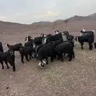 معزا