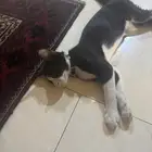 قط ذكر
