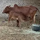 بقره بلدي فاخره حليبها وافر وزبده مشروطه جميع العيوب