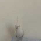 كروان الابينو
