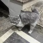قطه ضايعه