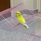 طيور البادجي طيور الحب ذكر انثى يغردون ومعهم اكلهم كيس كامل