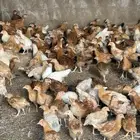 صوص تركي