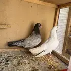 حمام قطيفي للبيع