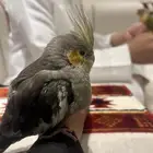 كروان هدد داخلي