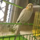 كروان طير للبيع بدايت كلام   حبوب مره
