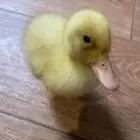 بطه للبيع مع كامل ملحقاتها