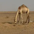 حاشي قصب