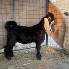 للبيع مستقبل فحل عااارضي طيب خصم