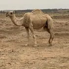 عشاير شقحاء شرط الهدوه والحليب وعشرا صفرا