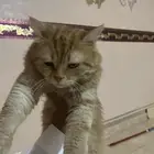 قط ل التبني عمره سنه