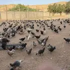 دجاج بادي