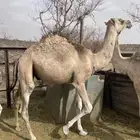حشو للبيع