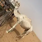 ابوعجرم