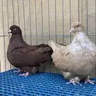 الفرش و الكنق