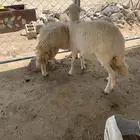 أعياد رخال