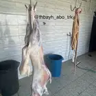 ذبايح خرفان