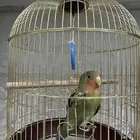طير روز ذكر لعوب ومتعود على الناس