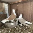 للبيع زوج حمام شيرازي