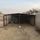 شبك أربعه في ثمنيه مشروط بندقه وبيبانه اثنيه مشروط م الكسور