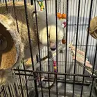 كناري روز للبيع