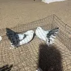 حمام رقاص فااخرر