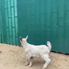 تيس قزمي