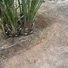 للبيع فراخه عنبرة احجام طيبه