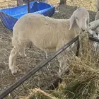 طلي حري تم البيع