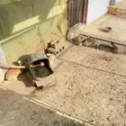 ارانب