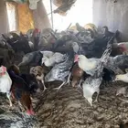 تثليث
