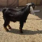 تيس فحل