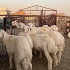 للبيع بهم حري فاخخخر