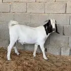 معزا بورقت اصل