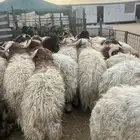 نعيم جبر ناهي ونعيم حبر ونعيم وسط