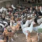 دجاج بشاير عمر 4 الى5 شهور