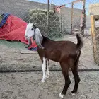 عناق