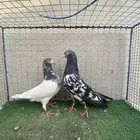 حمام باكستاني توب ماشاءالله .