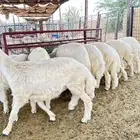ذبايح حريه طليان و رخال