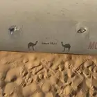 شبوك الاغنام بعد حي النقيب