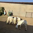 5 سواكن مرابي لها 5 شهور حذعان