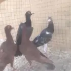 حساوي