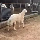 رخل جبرة