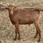 جفرة وتيس دهم بلدي صافي