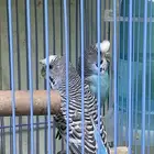جوز طيور حب كرست هوالندي حجم والون ومنتجين