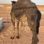 حاشي قصب فل شحم