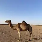 خلفه