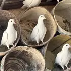 حمام زاجل ابيض